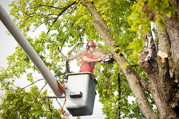 Large Tree Removal in New Bedford, PA